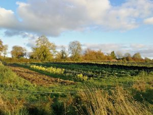 Rows of vegetable in the autumn sun at Cloughjordan community farm